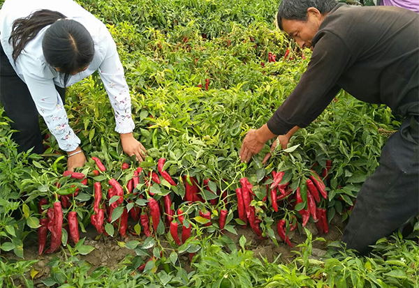 【佳谷拉斯】4天恢復(fù)生長！創(chuàng)下1棵植株結(jié)下10